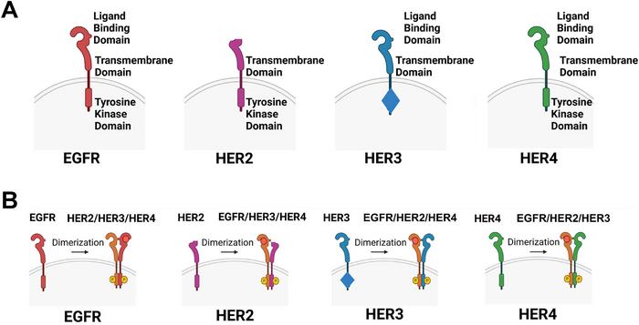 her3-reclaims-spotlight-as-a-crucial-target-in-cancer-therapy-advances