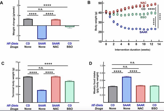 bso-compound-replicates-diet-induced-fat-loss-effects-without-reducing-food-consumption