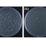 revealing-new-discoveries-in-x-ray-sterilization:-the-crucial-role-of-dose-rate