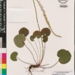 this-rare-plant-achieves-what-scientists-once-deemed-impossible