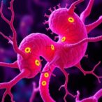 nociceptors-fuel-pancreatic-cancer-growth-and-immune-escape