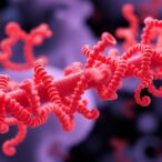 ankyrin-proteins-in-epigenetic-and-transcriptional-control