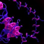 correction:-gpr30-is-not-a-direct-estrogen-receptor