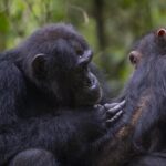 chimpanzees-employ-medicinal-leaves-for-first-aid,-revealing-natural-healing-techniques