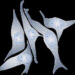 optimizing-culture-media-using-small-datasets-via-new-computer-model
