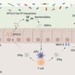 chinese-scientists-uncover-lipid-based-communication-pathway-between-body-and-gut-microbes