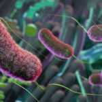 protein-lipid-communication-between-intestinal-cells-and-gut-microbes-boosts-immunity-in-mice