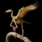 archaeopteryx-reveals-origins-of-bird-structure