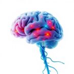 human-specific-enhancer-shapes-brain-development