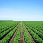 spearhead-bio-offers-precise-plant-engineering-using-crispr-directed-jumping-genes