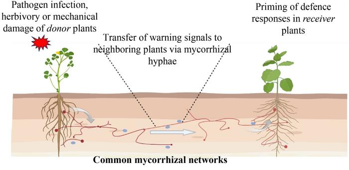 how-do-plants-“alert”-their-neighbors-to-danger?