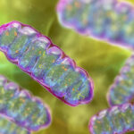 estrogen-related-receptors-boost-muscle-mitochondria-in-mice