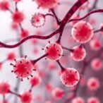 nucleic-acid-spheres-combat-liver-sinusoid-capillarisation