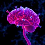 heat-shock-proteins-linked-to-glioma-myeloid-cells