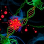 dna-repair-blocks-plastid-to-nucleus-gene-transfer