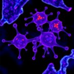 tifcemalimab-and-toripalimab-trial-in-lymphoma