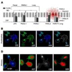long-noncoding-rna-paral1-controls-dendritic-cell-function