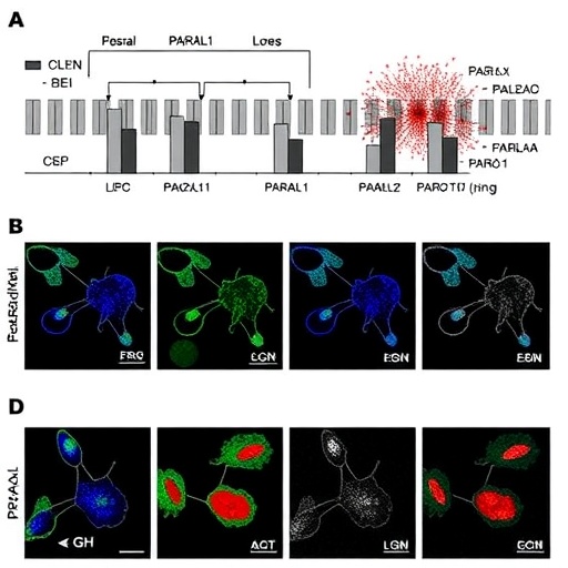long-noncoding-rna-paral1-controls-dendritic-cell-function
