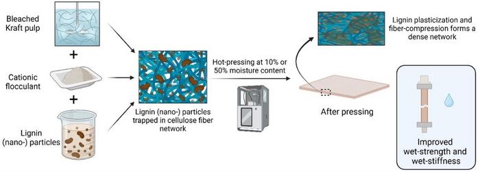 innovative-advancement-in-kraft-lignin-boosts-wet-strength-of-molded-pulp-materials