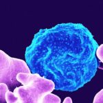 malaria-turns-down-genes-to-evade-immunity,-enable-chronic-infection