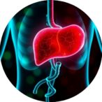 researchers-identify-crucial-gene-influencing-liver-energy-storage-and-metabolic-disease-risk