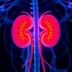 prolonged-kidney-normothermic-perfusion-boosts-transplant-success