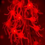inflammatory-signature-unites-severe-malaria-syndromes