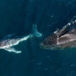 humpback-whales-give-birth-during-migration-and-continue-their-journey