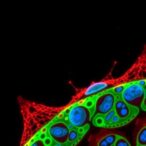 new-technique-quickly-measures-cell-density-to-assess-health-and-developmental-stage