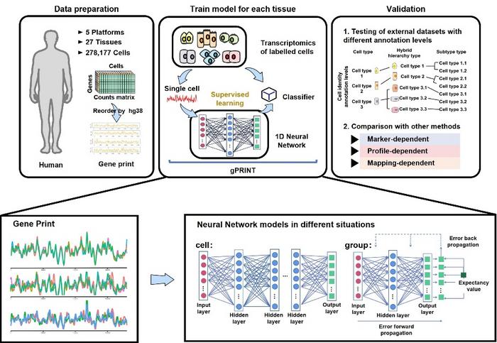 geneprint-enables-cell-subtype-annotation-in-human-disease-across-diverse-datasets