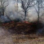 indigenous-cultural-burning-practices-boost-oak-populations-in-forests-adjacent-to-settlements