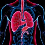 dual-agonist-reverses-fatty-liver,-boosts-insulin