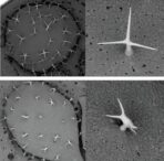 master-sculptors-of-the-plant-cell:-unveiling-nature’s-architects