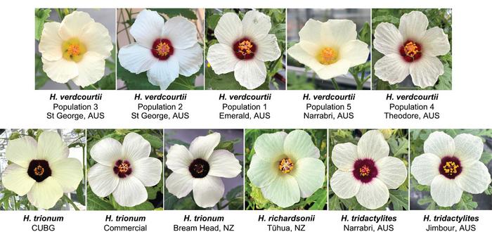 how-hibiscus-flowers-lost-their-bullseyes:-the-science-behind-the-disappearing-patterns
