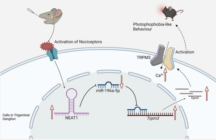 breakthrough-discoveries-unveil-mechanisms-behind-migraine-linked-light-sensitivity