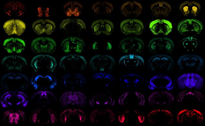 a-suite-of-enhancer-aavs-support-targeted-gene-therapy-for-brain-disease