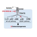 precision-control-of-osteoclast-development:-a-new-targeted-strategy-for-treating-bone-diseases