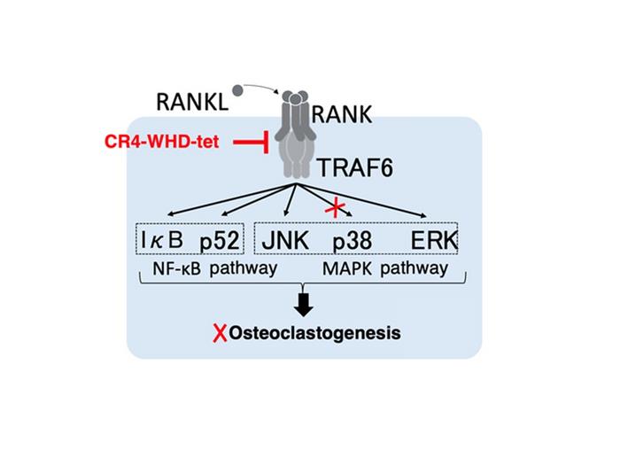 precision-control-of-osteoclast-development:-a-new-targeted-strategy-for-treating-bone-diseases