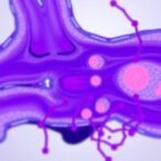 osteocyte-vesicles-drive-bone-cartilage-communication-in-osteoarthritis