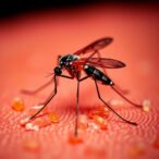 in-vivo-screen-identifies-mosquito-malaria-targets