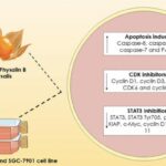 25-years-of-research-uncover-stomach-cancer-fighting-potential-in-brazilian-plants