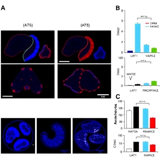 fucosyltransferase-11-inhibits-ferroptosis-in-gastric-cancer