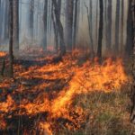 impending-threat-of-wildfire-and-smoke-in-the-southern-us.:-a-scientific-perspective