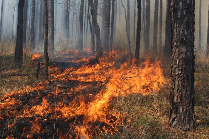 impending-threat-of-wildfire-and-smoke-in-the-southern-us.:-a-scientific-perspective