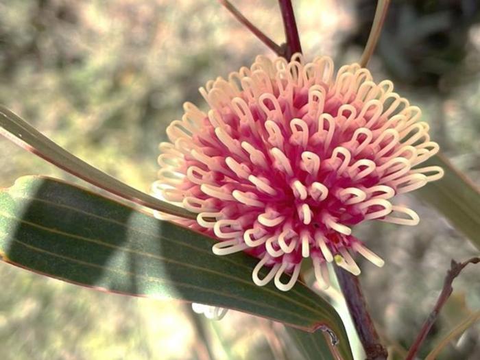 cluster-root-secretions-enhance-phosphorus-accessibility-in-nutrient-poor-soils