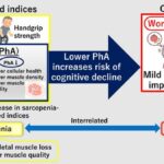 muscle-quality:-a-potential-early-indicator-of-cognitive-decline