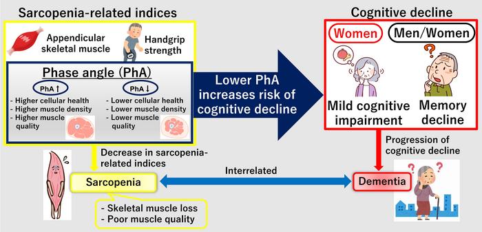 muscle-quality:-a-potential-early-indicator-of-cognitive-decline