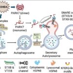 autophagy-and-lysosomal-pathways-drive-unconventional-secretion-of-parkinson’s-disease-protein