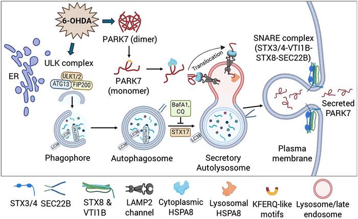 autophagy-and-lysosomal-pathways-drive-unconventional-secretion-of-parkinson’s-disease-protein