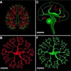 parallel-reporter-and-transgenic-assays-reveal-neuronal-enhancers